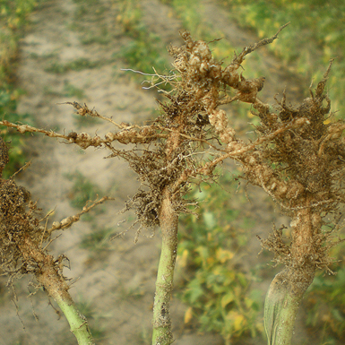 alvo_em_foco_nematoide