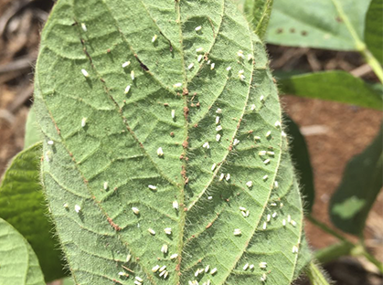 CelticMaximus-MoscaBranca02