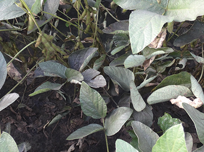 CelticMaximus-MoscaBranca03