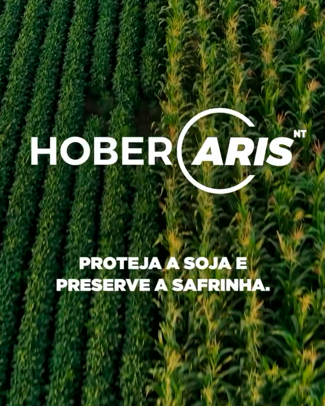 HoberArisNT